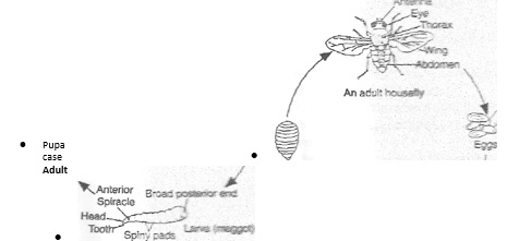 incomplete-metamorphosis - Biology Form Three