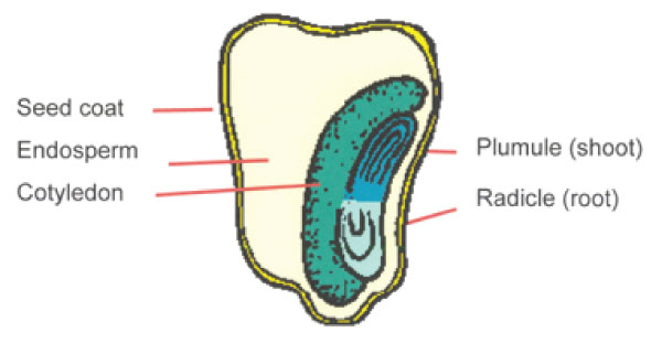 Maize Grain - Biology Form Three