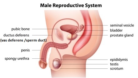 Male Reproductive System Diagram - Biology Form Three