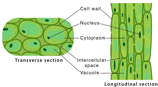 Parenchyma