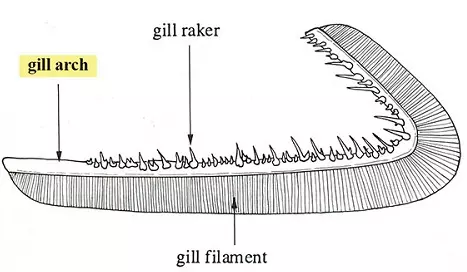 A Fish Gill - biology Form two