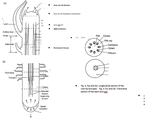 primary-and-secondary-growth - Biology Form Three