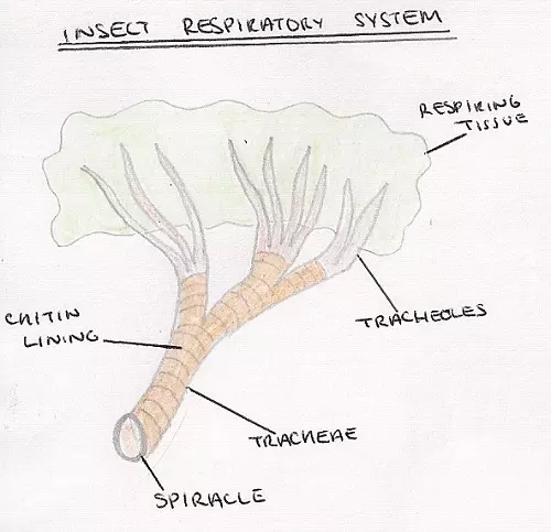 Insect's Respiratory System - biology Form two