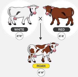 Roan Incomplete Dominance - Biology Form Four