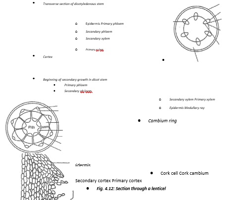 secondary-growth - Biology Form Three