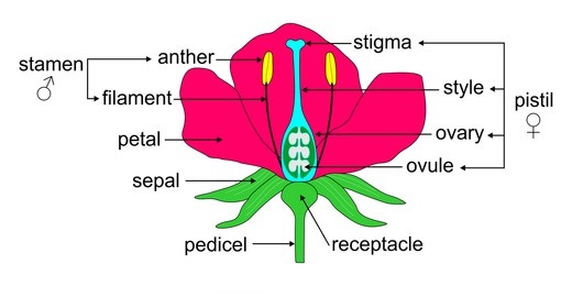 Structure of a Flower - Biology Form Three