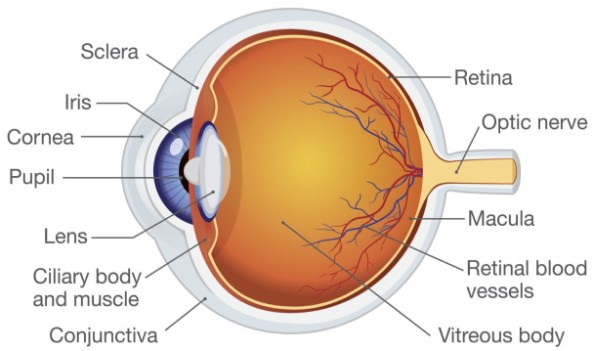 Structure and Function of Parts of the Human Eye - Biology Form Four