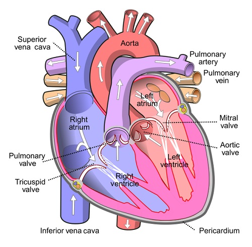 Structure of the Heart