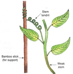 Tendrils For Support - Biology Form Four