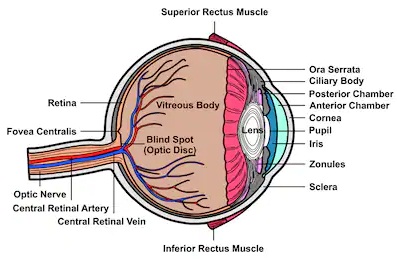 Human eye-phy Form Four