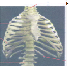 Human Skeleton