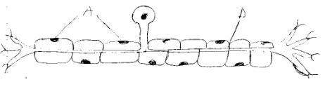 Identification and Function of a Neuron