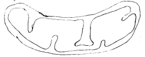 Organelle Structure and Its Functional Adaptation
