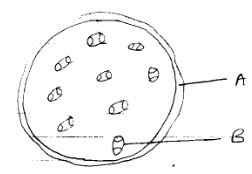 Plant Cross-Section Identification ,Parts Class, and Reasons