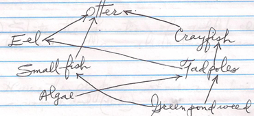 Food Web
