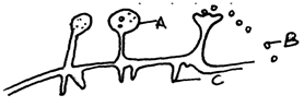 Rhizopus Structure and Asexual Reproduction