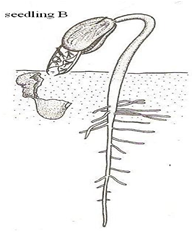 Seed Germination Types and the Role of Oxygen
