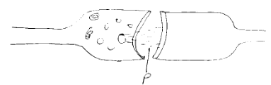 Synapse Impulse Direction and Significance